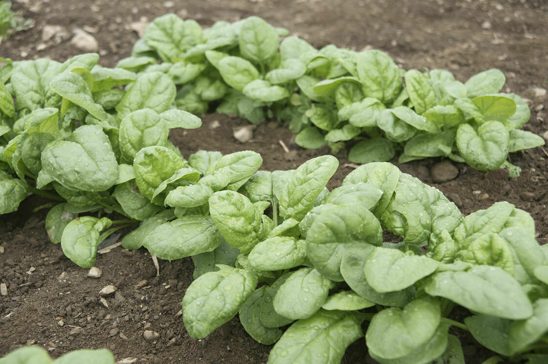 Spinach &#39;Emperor&#39;