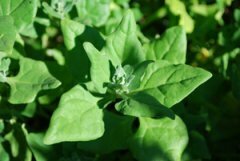 Spinach 'New Zealand'