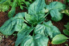Spinach &#39;Space&#39;