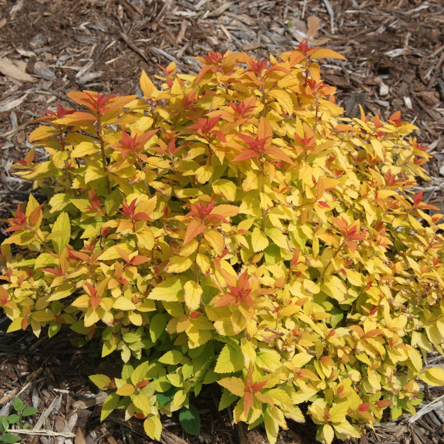 Spiraea &#39;Double Play &#39;Candy Corn&#39;&#39; - Spiraea Japonica