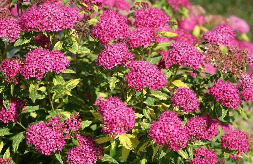 Spiraea &#39;Double Play Painted Lady&#39; - Spiraea Japonica