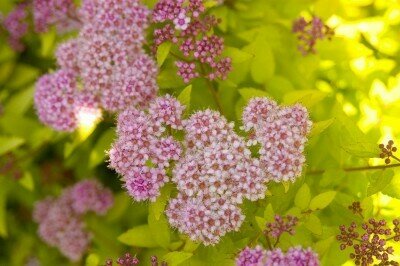 Spiraea &#39;Sundrop&#39; - Spiraea Japonica
