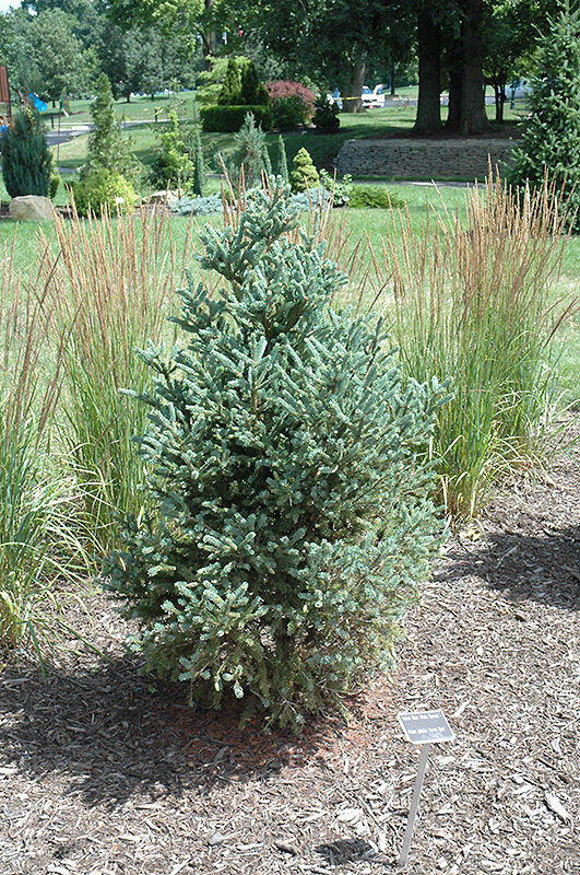 Spruce &#39;Yukon Blue White&#39; - Picea Glauca