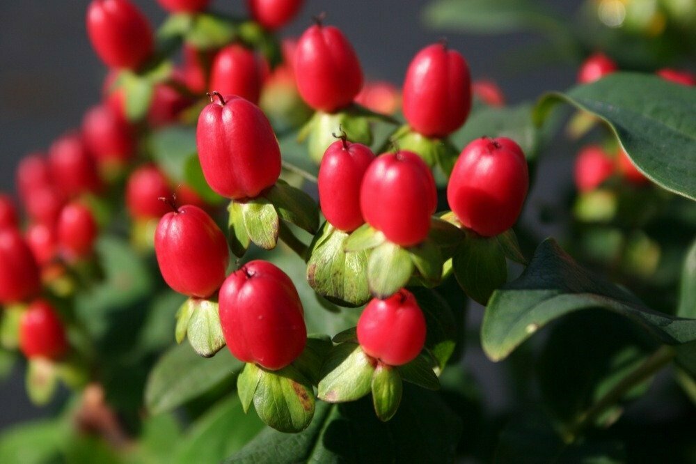 St. John&#39;s-Wort &#39;Red Fame&#39; - Hypericum