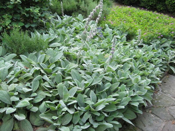 Stachys &#39;Big Ears&#39;