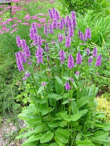 Stachys &#39;Hummelo&#39;
