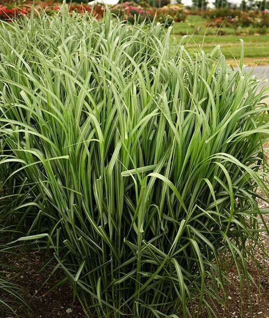 Sterile Maiden Grass &#39;My Fair Maiden&#39; - Miscanthus