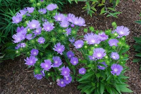 Stokes Aster &#39;Blue Danube&#39;