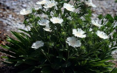 Stokes Aster &#39;Divinity&#39;