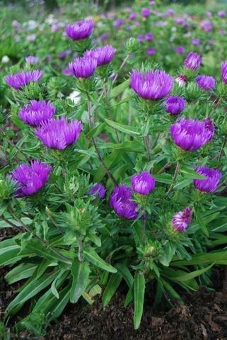 Stokes Aster &#39;Honeysong Purple&#39;