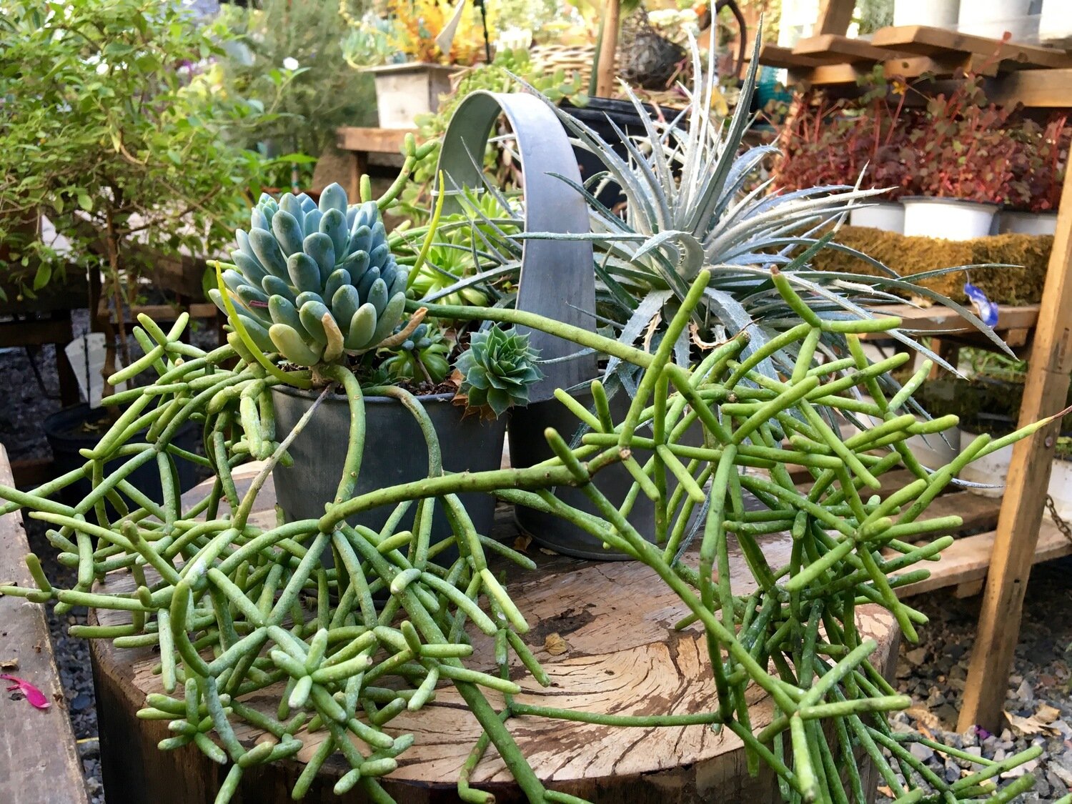 Succulent Planter&#39; Double Heart&#39;