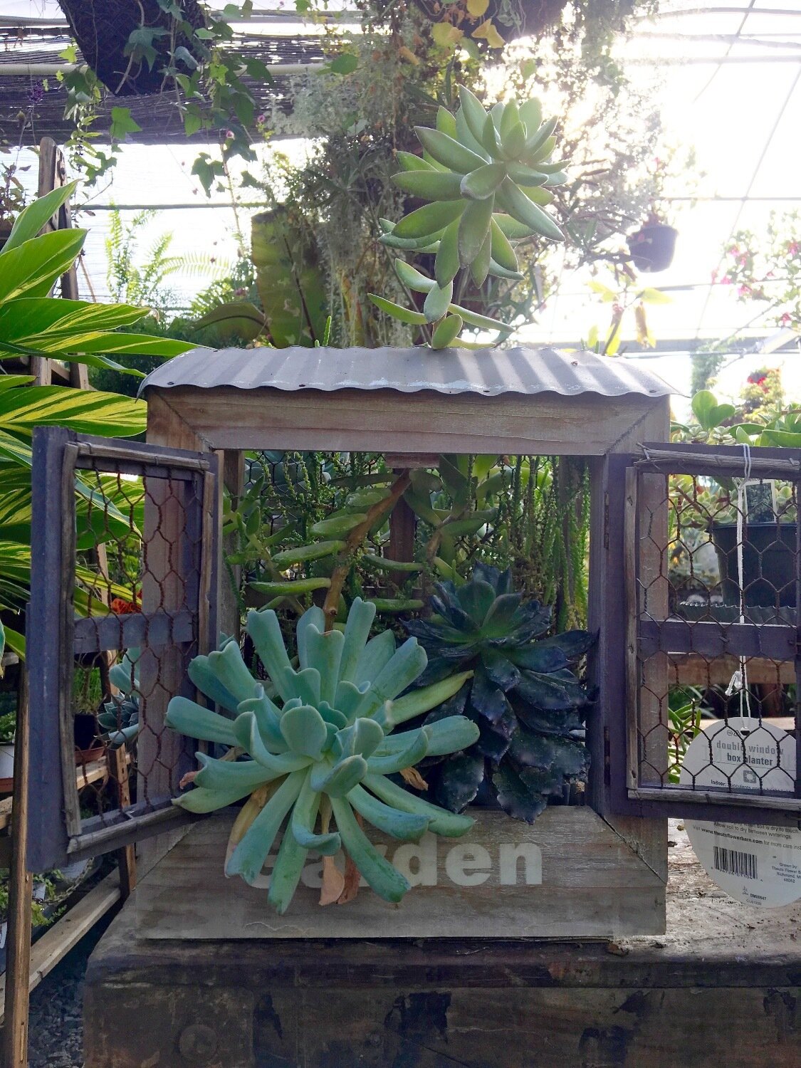 Succulent Planter &#39;Double Window Box&#39;