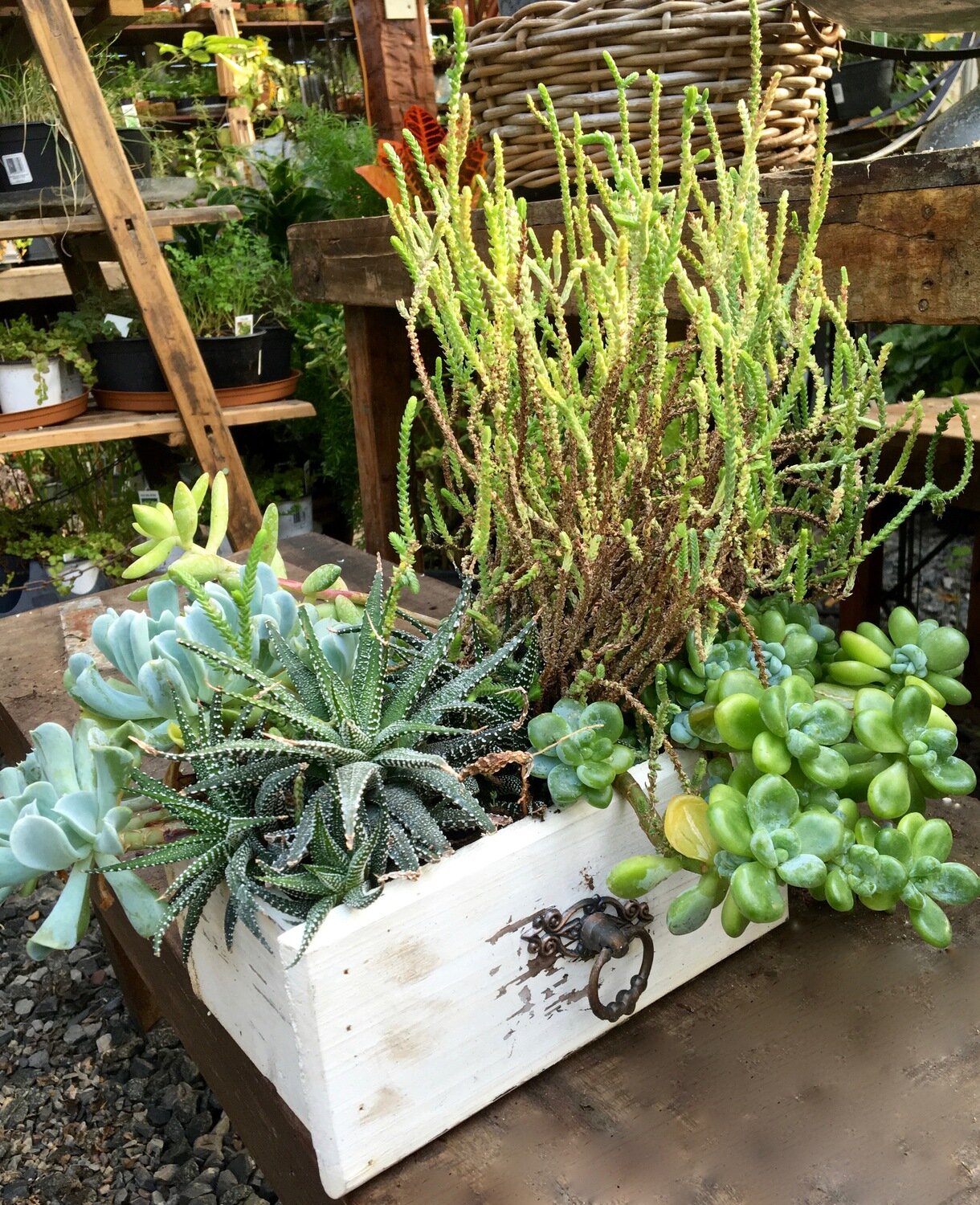 Succulent Planter &#39;White Dresser Drawer&#39;