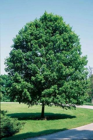 Sugar Maple &#39;Commemoration&#39; - Acer Saccharum