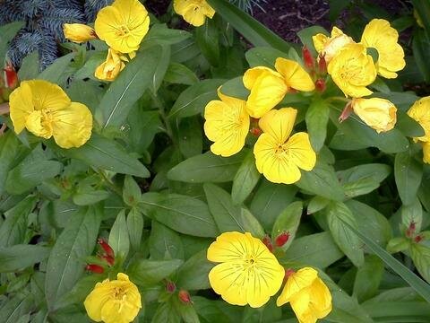 Sundrops &#39;Cold Crick&#39;