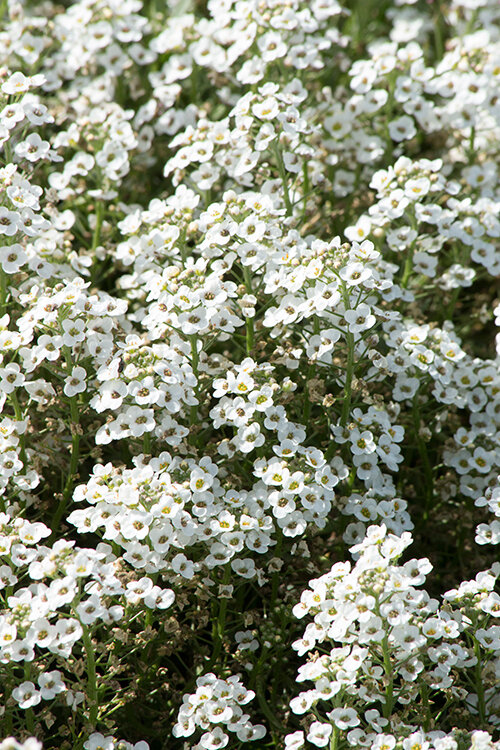 Sweet Alyssum