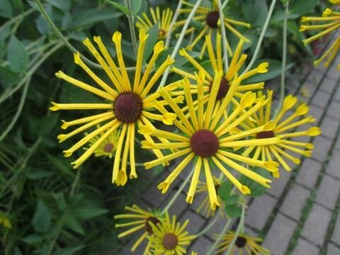 Sweet Coneflower &#39;Henry &#39;Eilers&#39;