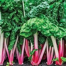 Swiss Chard &#39;Peppermint&#39;