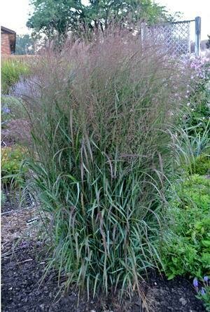 Switch Grass &#39;Prairie Winds ‘Apache Rose’&#39;