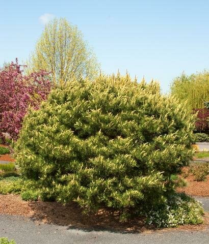 Tanyosho Pine - Pinus Densiflora