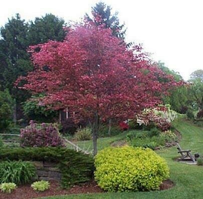 Tri-Color European Beech - Fagus Sylvatica