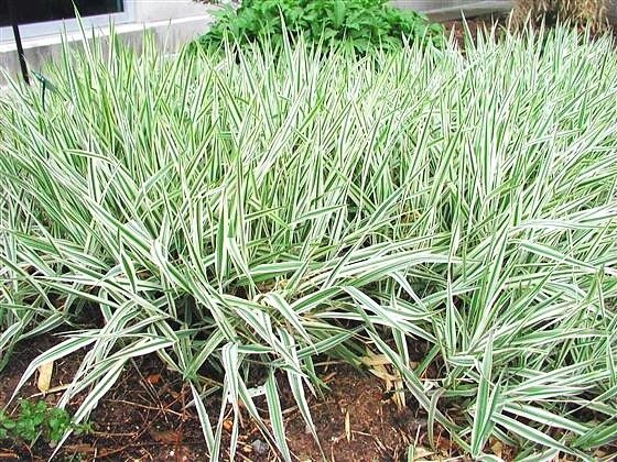 Variegated Ribbon Grass