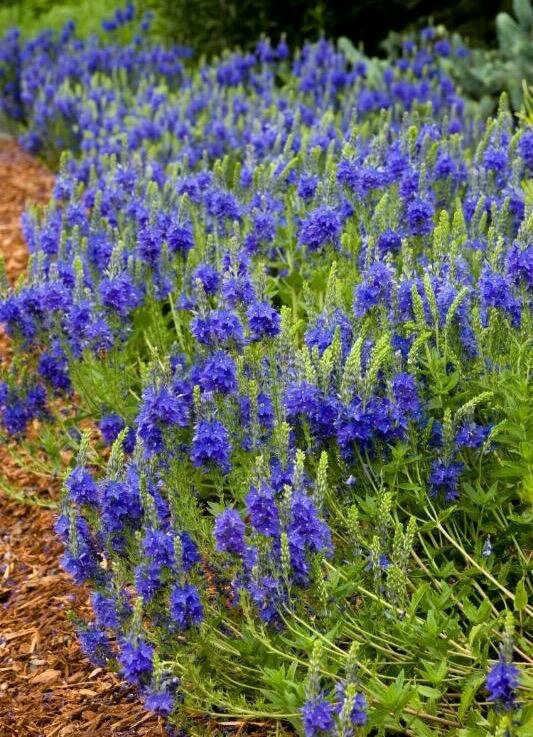 Veronica &#39;Crater Lake Blue&#39; - Veronica Austriaca