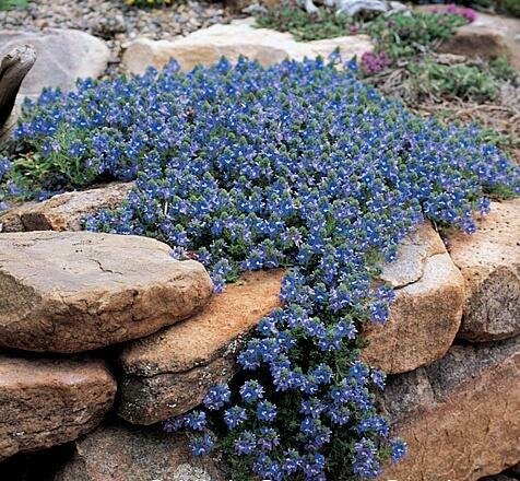 Veronica &#39;Georgia Blue&#39; - Veronica Penduncularis