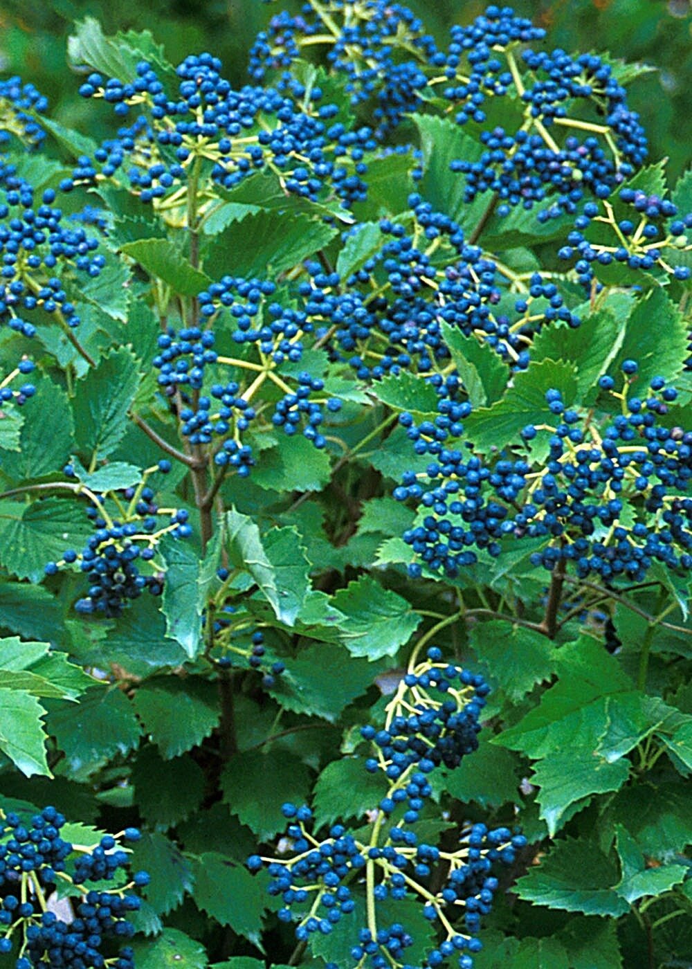 Viburnum &#39;Blue Muffin&#39;