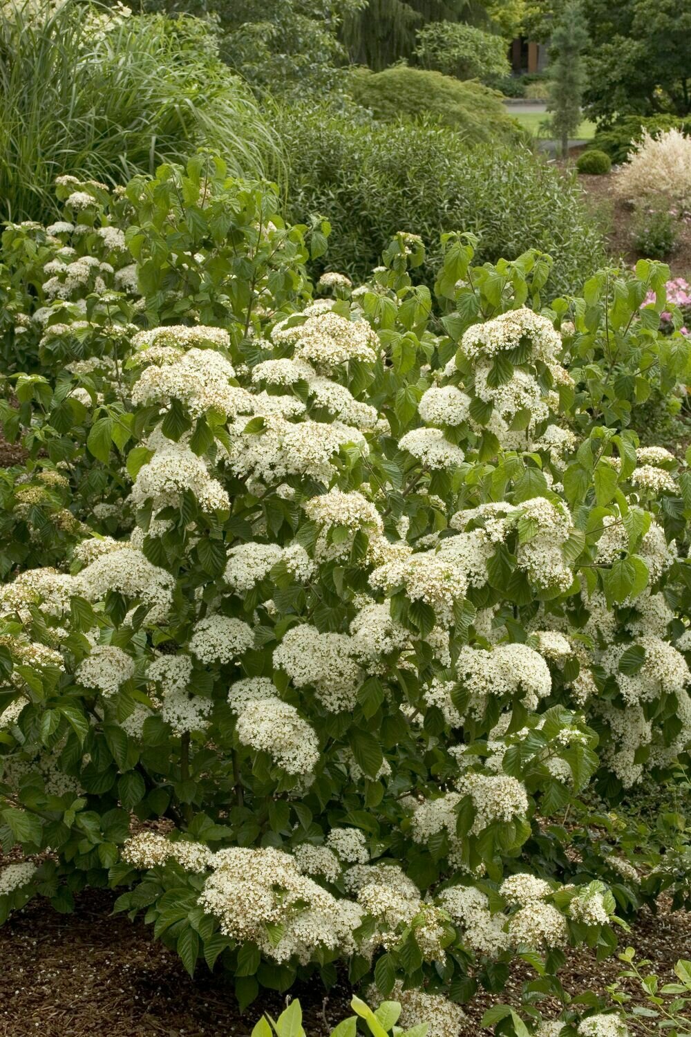 Viburnum &#39;Cardinal Candy&#39;