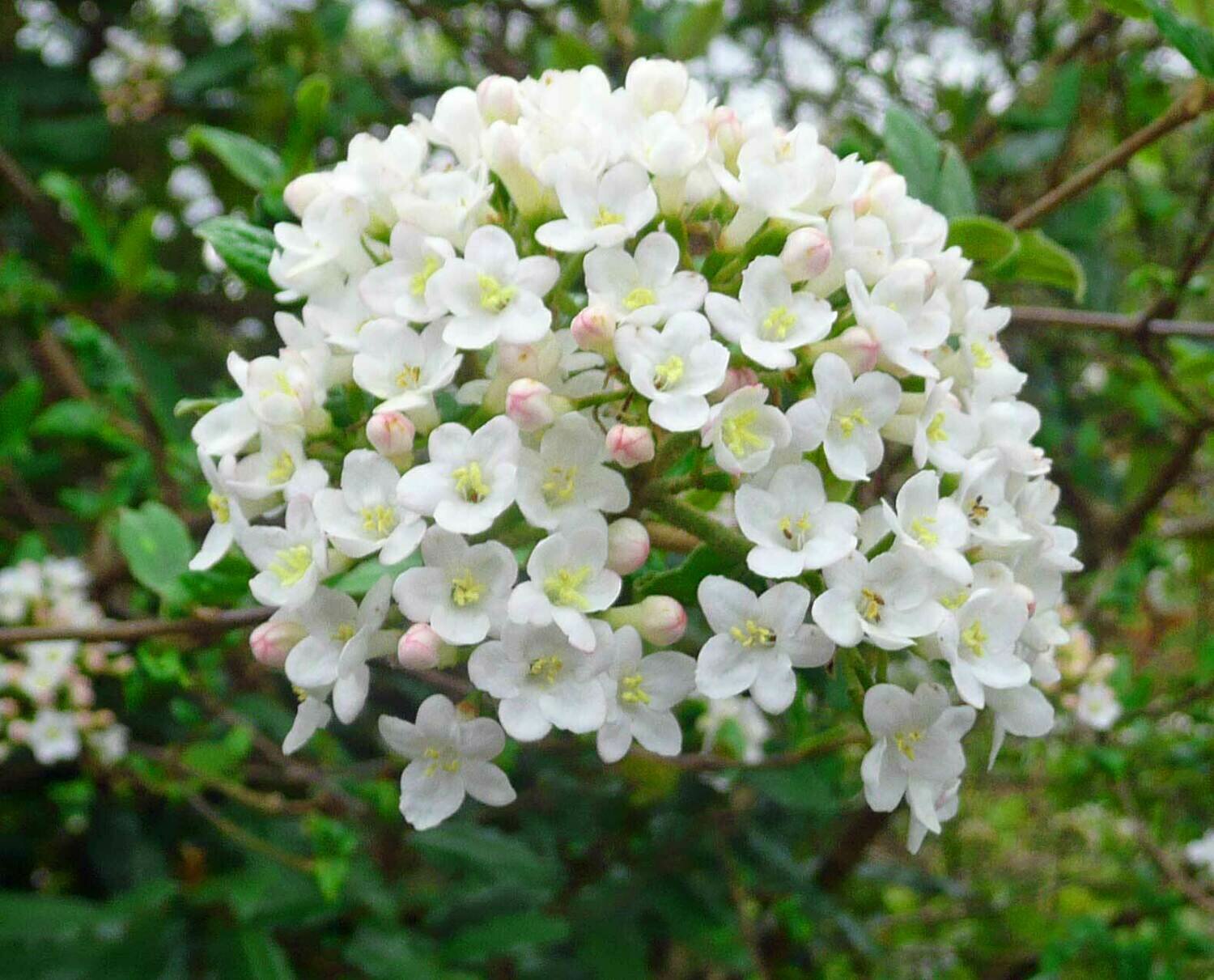 Viburnum &#39;Carlcephalum&#39;