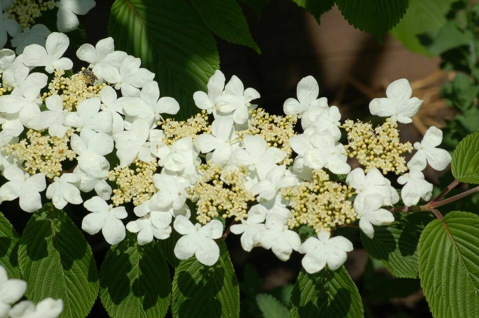Viburnum &#39;Doublefile&#39;