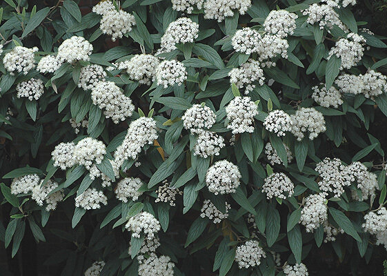 Viburnum &#39;Leatherleaf&#39;