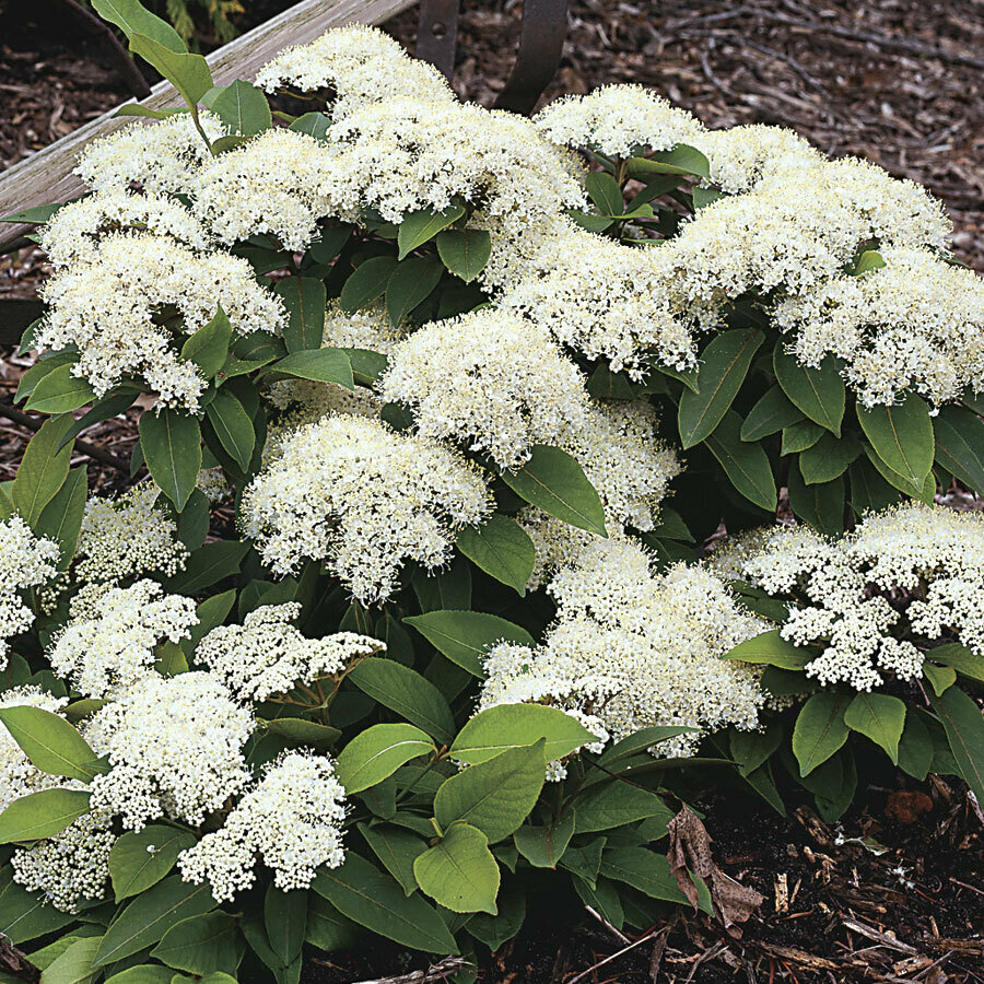 Viburnum &#39;Lil Ditty&#39;