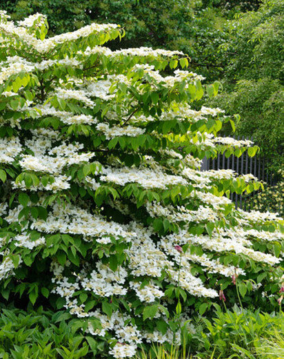 Viburnum &#39;Shasta Doublefile&#39;