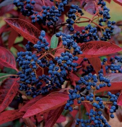 Viburnum &#39;Winterthur&#39;