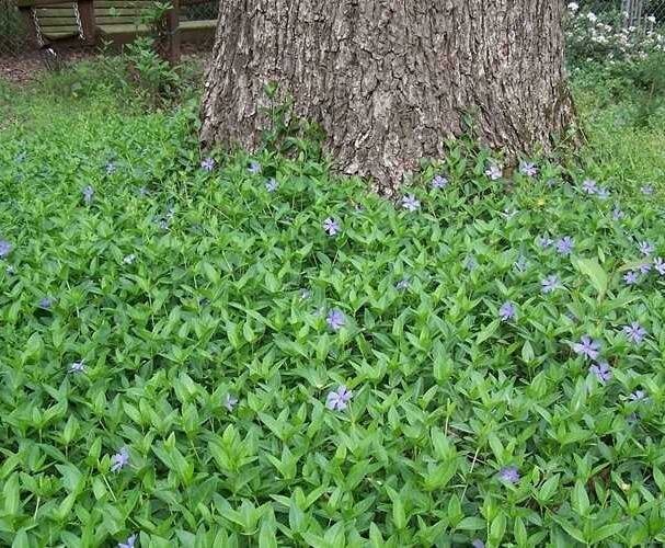 Vinca Minor
