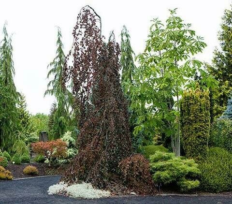 Weeping Beech &#39;Purple Fountain&#39; - Fagus Sylvatica