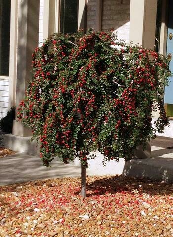 Weeping Cotoneaster - Hybridus Pendulous