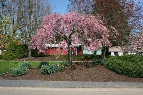 Weeping Double Flowering Cherry &#39;Extraordinaire&#39; - Prunus