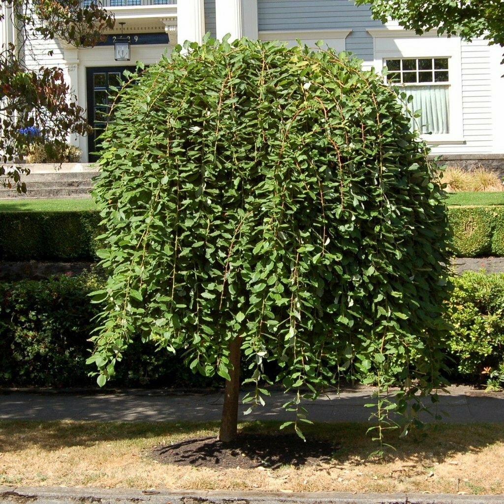 Weeping Pussy Willow &#39;Kilmarnock&#39; - Salix Caprea Pendula