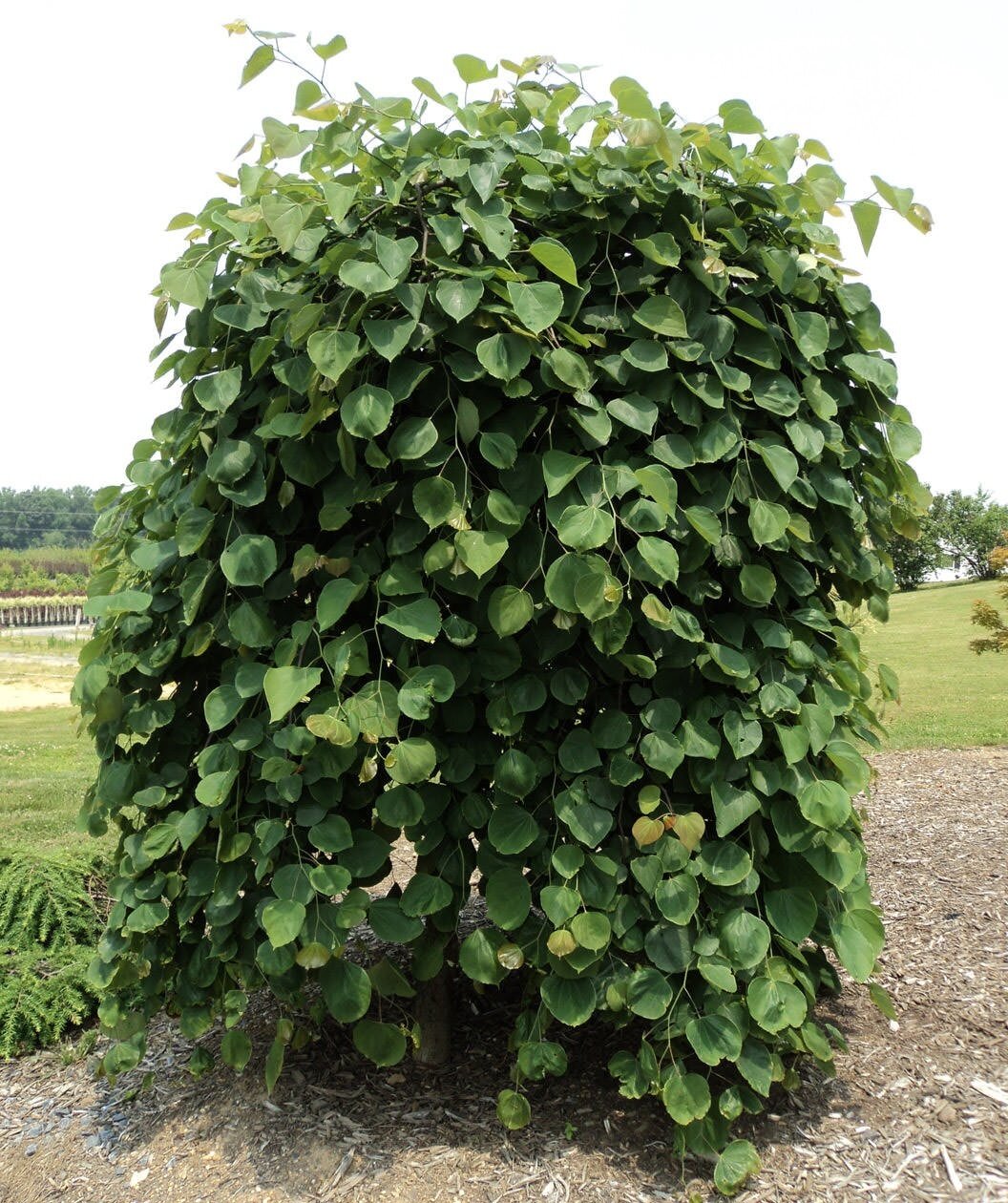 Weeping Redbud &#39;Pink Heartbreaker&#39; - Cercis Canadensis