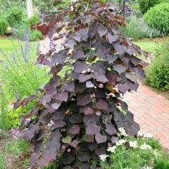 Weeping Redbud &#39;Ruby Falls&#39; - Cercis Canadensis