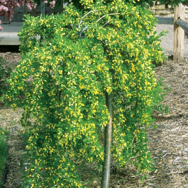Weeping Siberian Peashrub - Caragana Arborescens