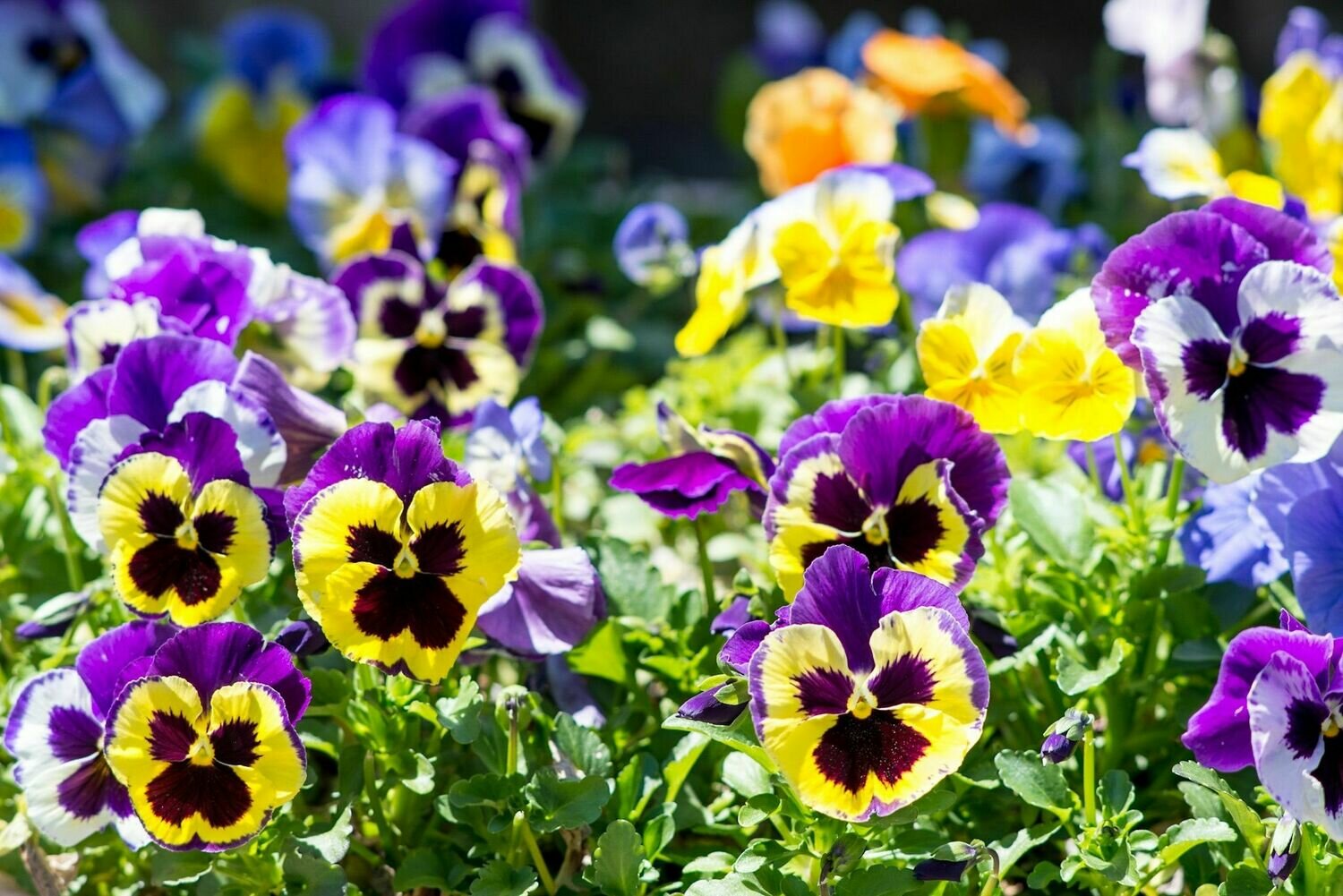 Winter Pansy