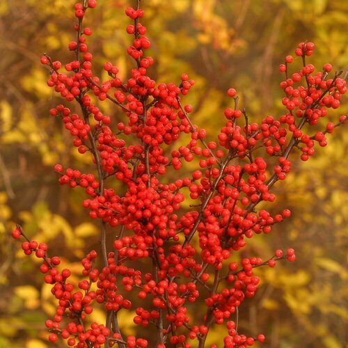 Winterberry &#39;Berry Heavy&#39; - Ilex Verticllata