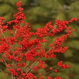 Winterberry &#39;Berry Nice&#39; - Ilex Verticllata