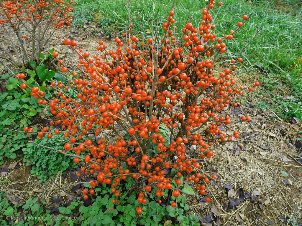 Winterberry &#39;Little Goblin Orange&#39; - Ilex Verticillata