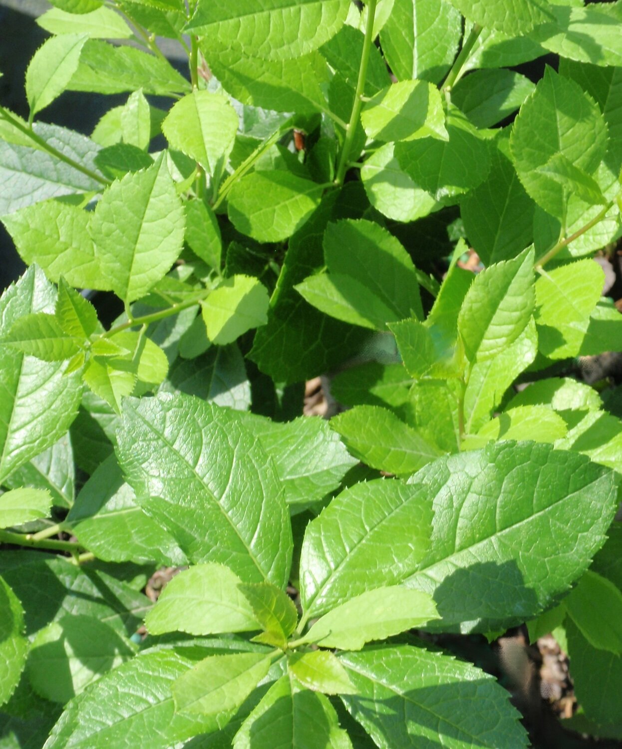 Winterberry &#39;Mr. Poppins&#39; - Ilex Verticillata