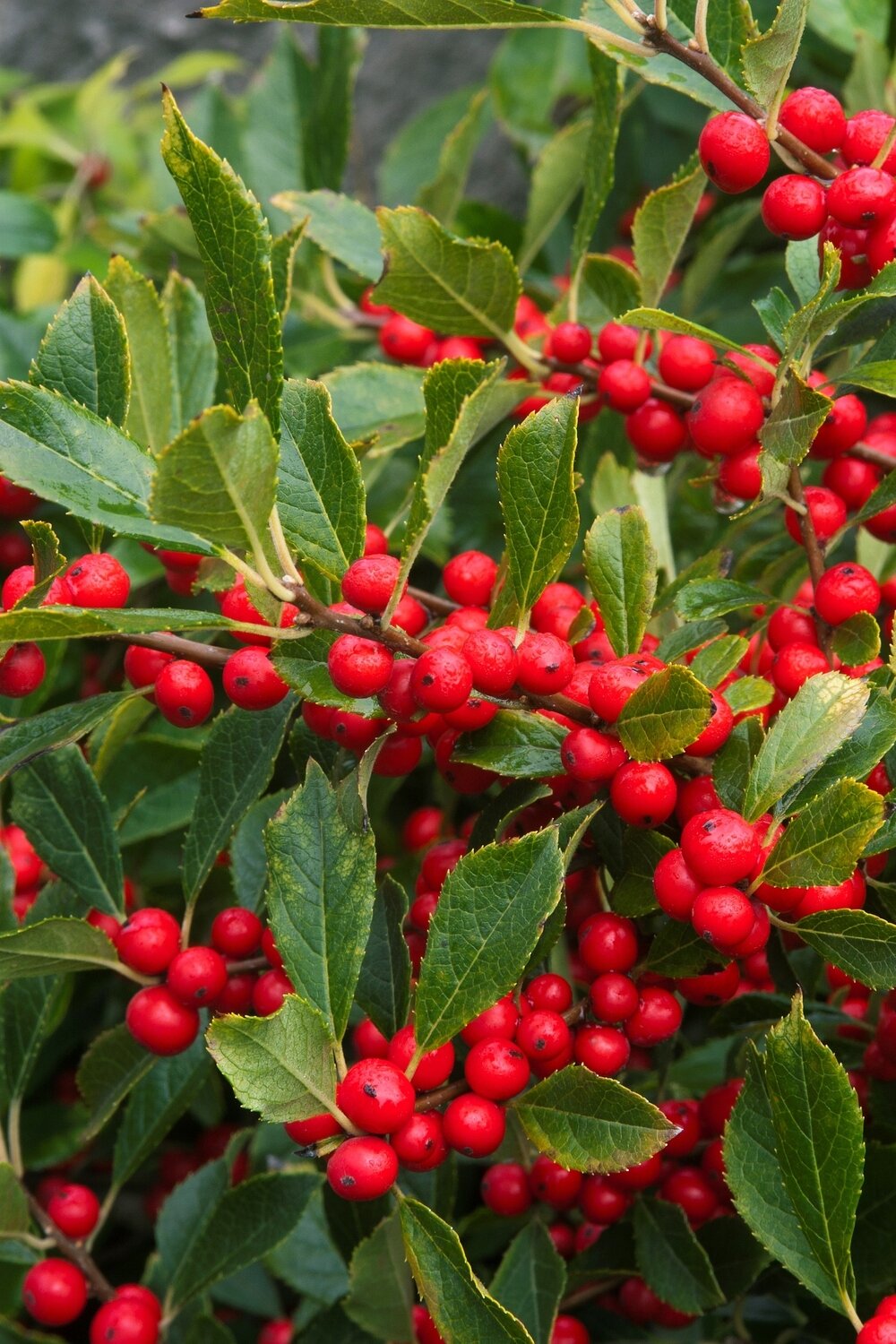 Winterberry &#39;Red Sprite&#39; - Ilex Verticillata